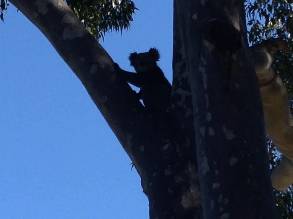 Mallacoota'S Shady Gully Caravan Park Bagian luar foto
