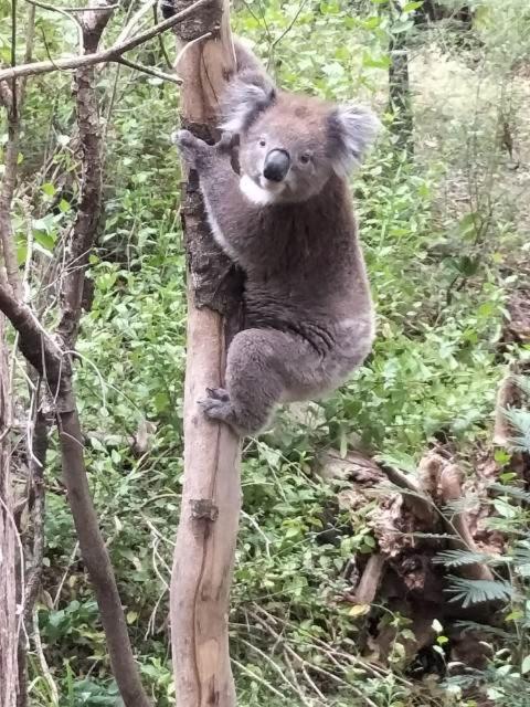 Mallacoota'S Shady Gully Caravan Park Bagian luar foto