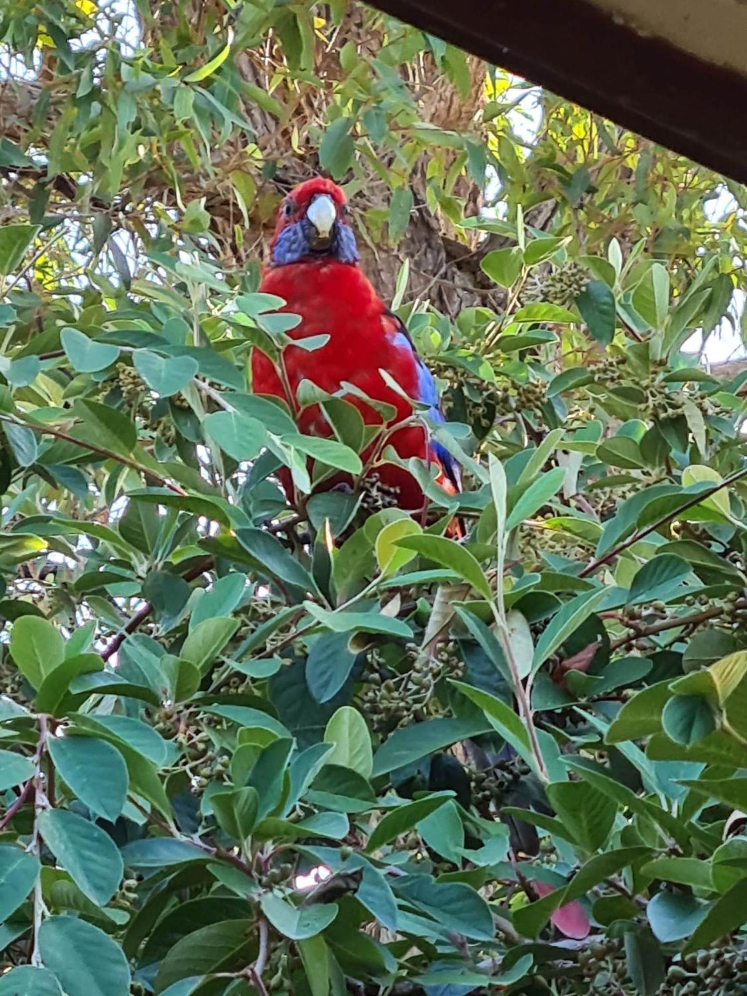 Mallacoota'S Shady Gully Caravan Park Bagian luar foto