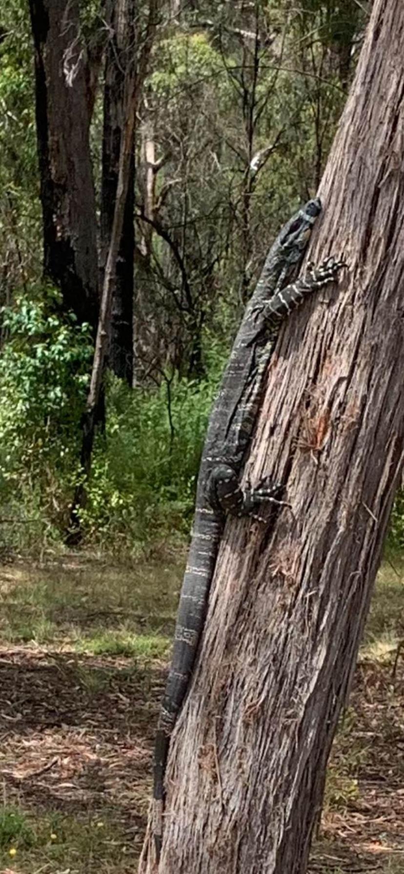 Mallacoota'S Shady Gully Caravan Park Bagian luar foto