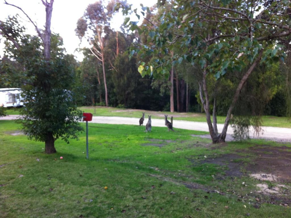 Mallacoota'S Shady Gully Caravan Park Bagian luar foto