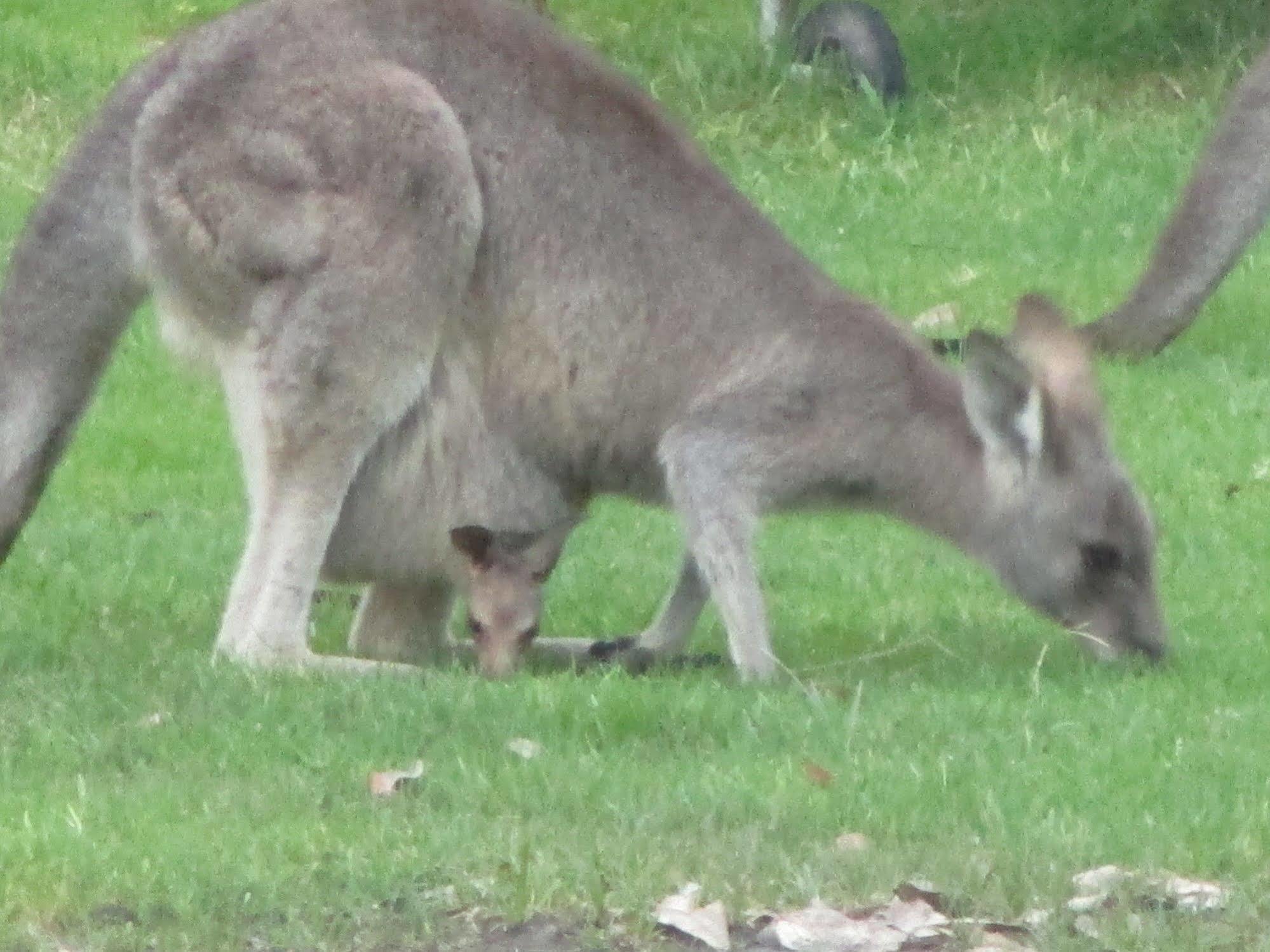 Mallacoota'S Shady Gully Caravan Park Bagian luar foto