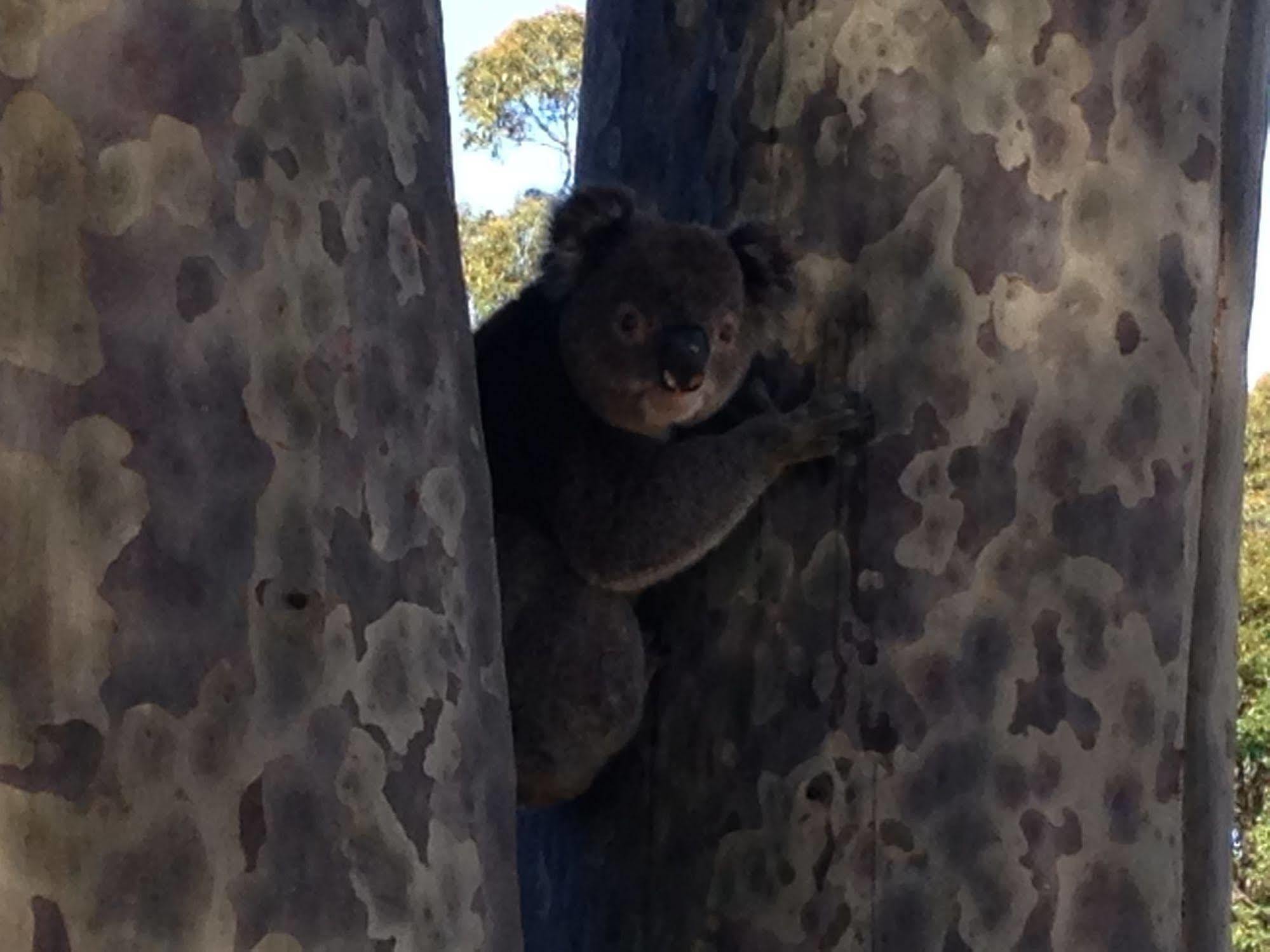 Mallacoota'S Shady Gully Caravan Park Bagian luar foto